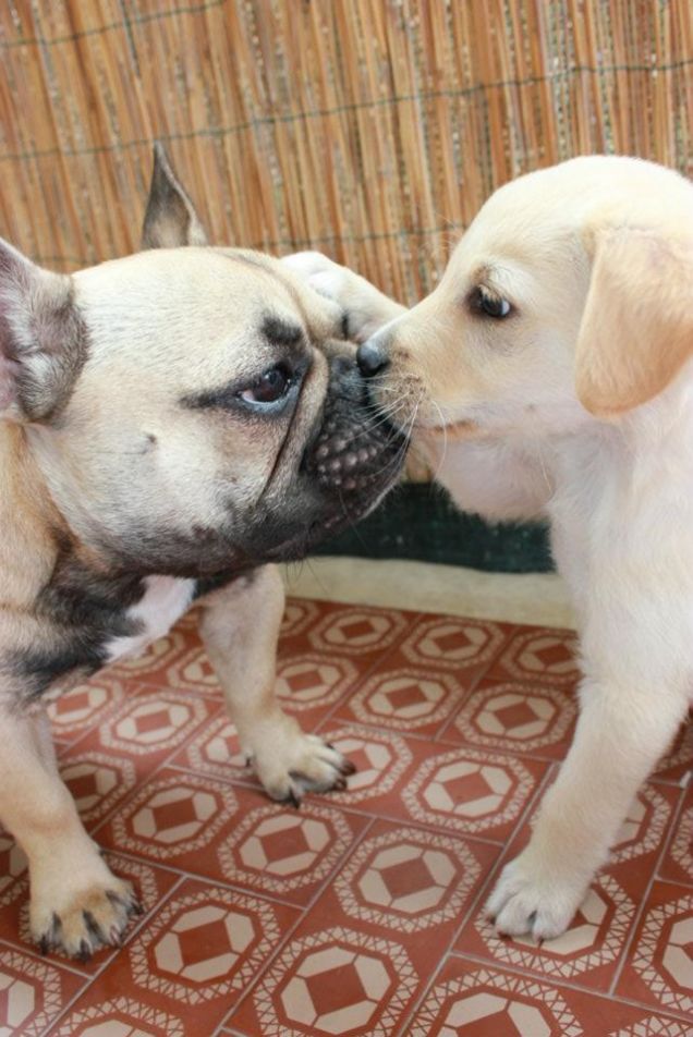 Tanto amore...