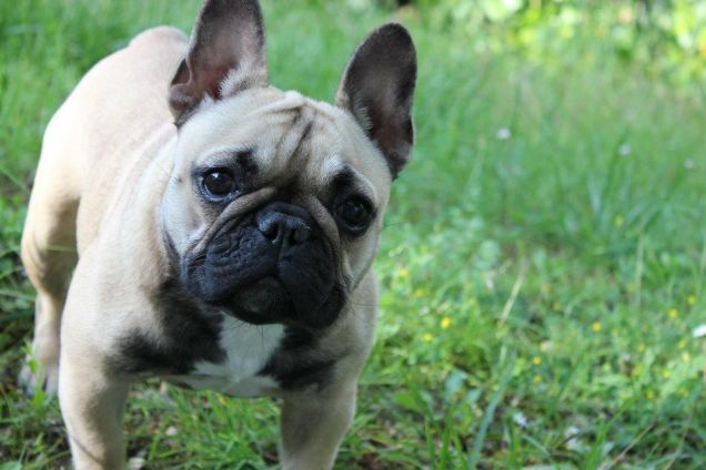 Che hai visto facciona? 