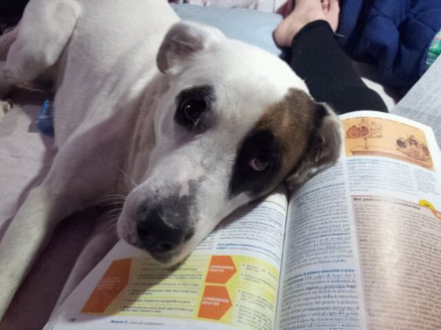 Voglio vedere se riesci a studiare anche se ti guardo così!! :)