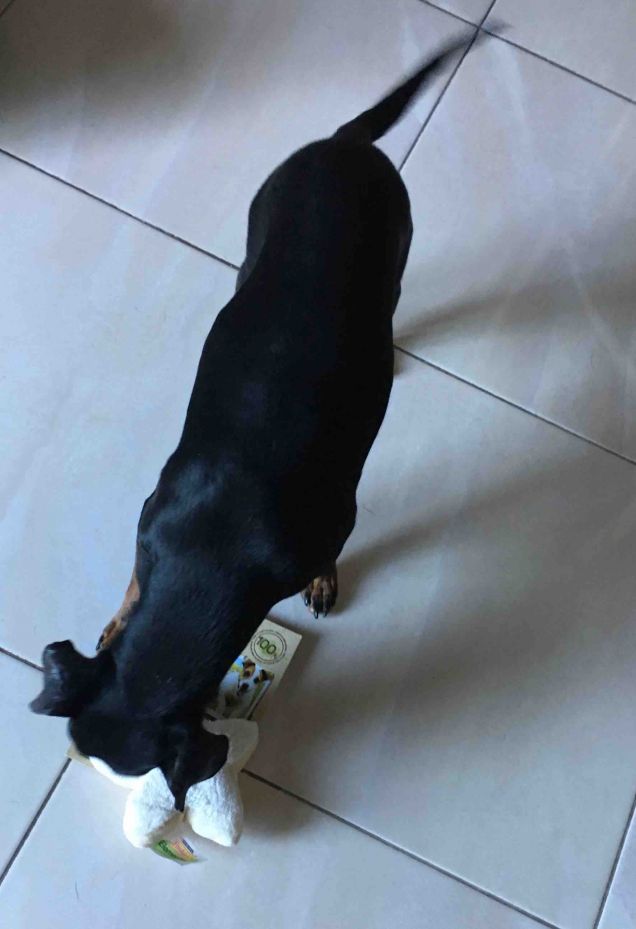 Stellina due: curiosità