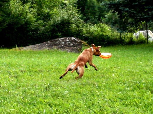 hera versus il frisbee
