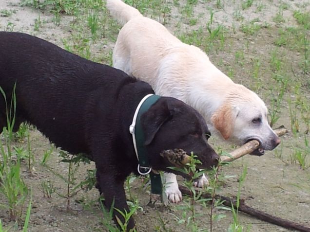 Sansone e la sua amica Africa