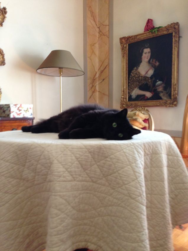 gatto blu