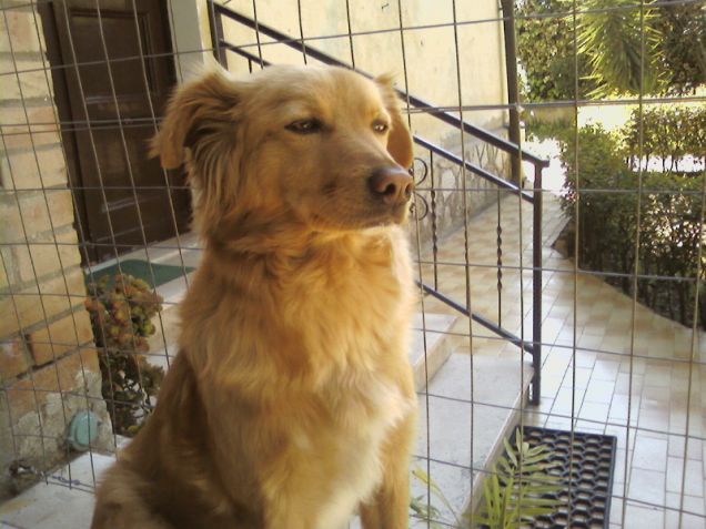 DOLLY LA PENSATRICE,:-)