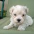 Bichon cucciolo