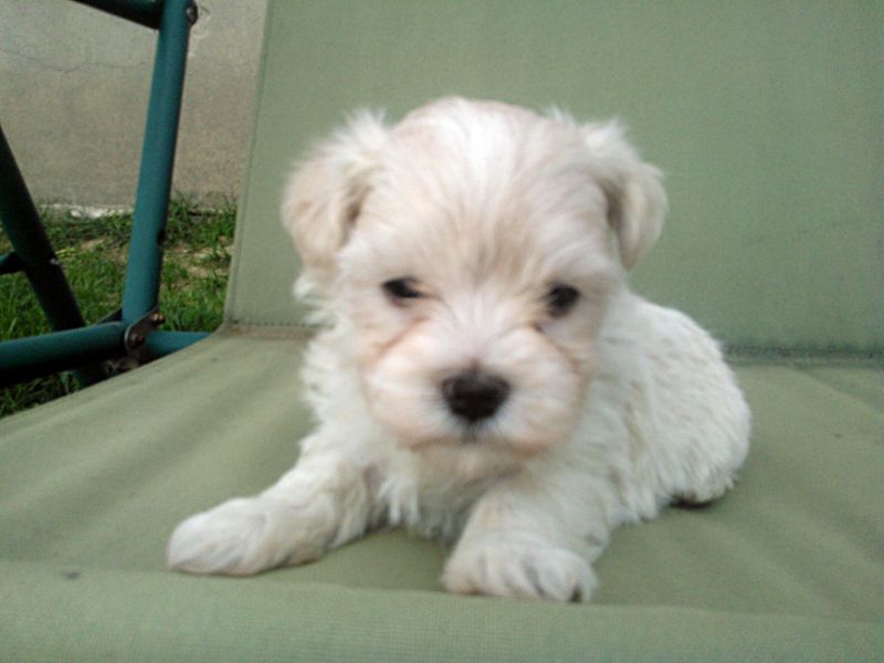 Bichon cucciolo