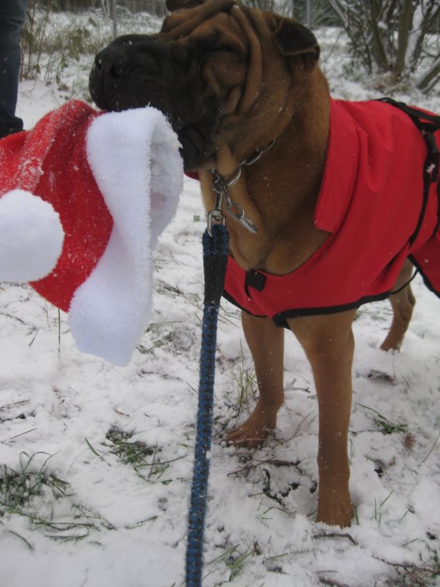 Fidel e il suo primo incontro con la neve!!!