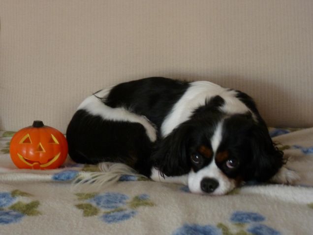 Sally  & la zucca di Halloween :)