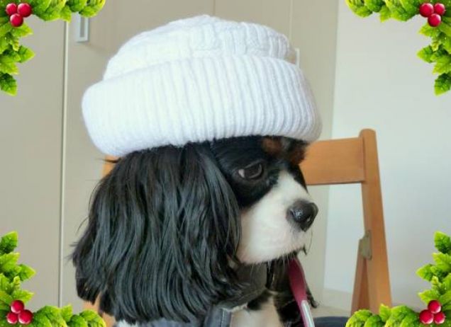 Buon Natale da Sally