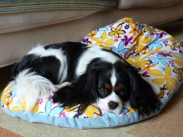 Sally sul suo cuscinotto