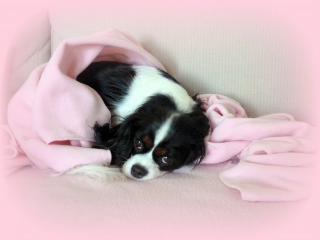 Sally nuvoletta rosa