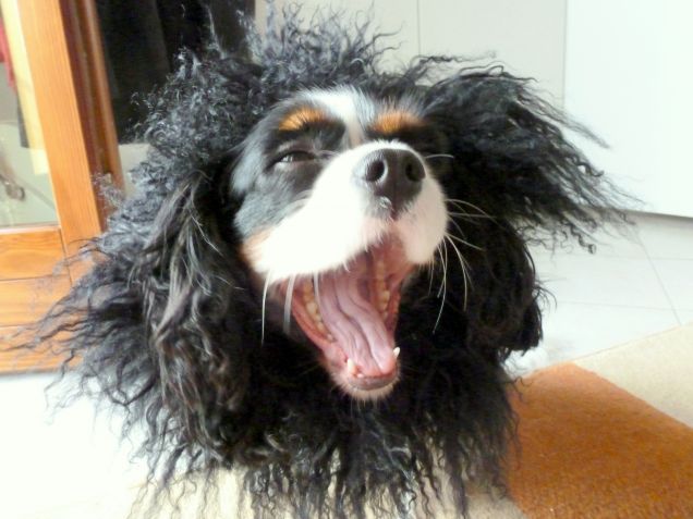 il ruggito del leone!!! :)