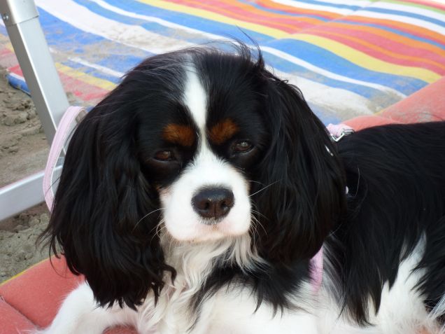 primo piano in spiaggia