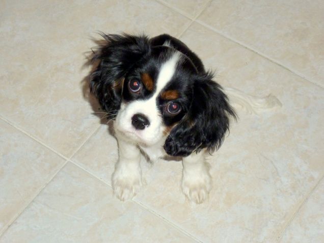 Sally cavalierina, adorabile diavoletto :)