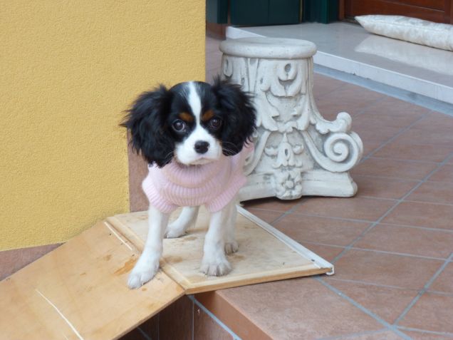 Sally: il suo primo inverno da cucciola