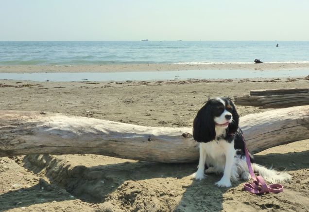 Sally alla spiaggia degli Alberoni (VE)