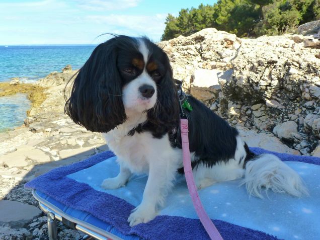 Cres - Croazia estate 2015