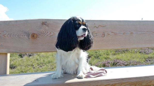 panchina in montagna (1)