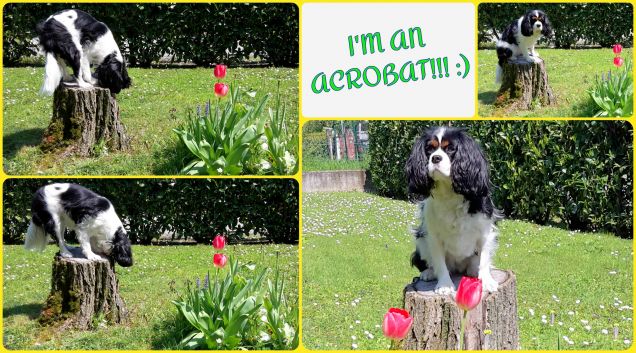 Sally sul tronco (collage)