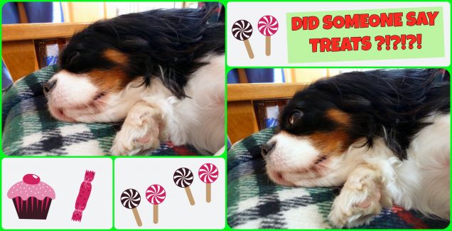 did someone say TREATS ???