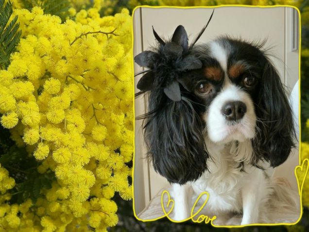 8 marzo - Festa della Donna