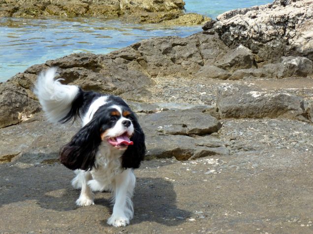 Cres - Croazia 2016 (1)