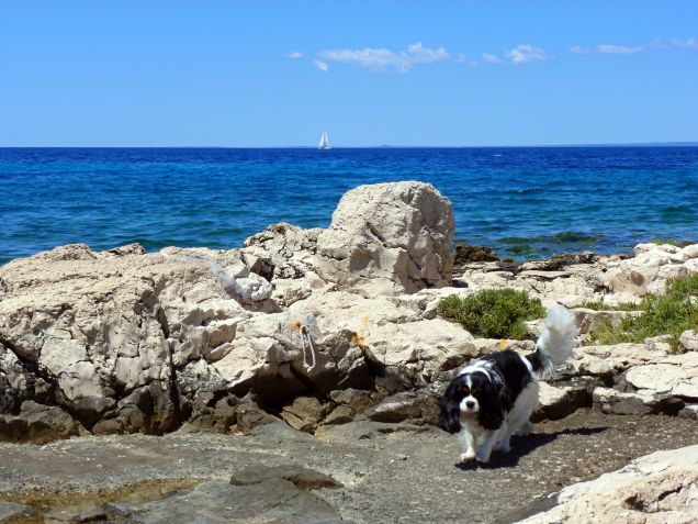 Cres - Croazia 2016 (4)