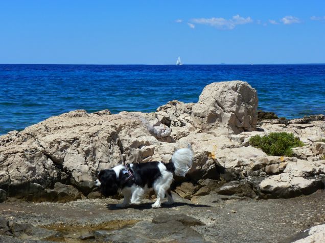 Cres - Croazia 2016 (5)