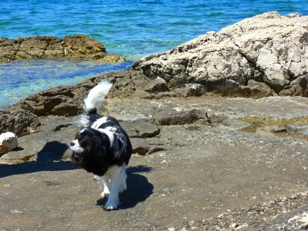 Cres - Croazia 2016 (6)