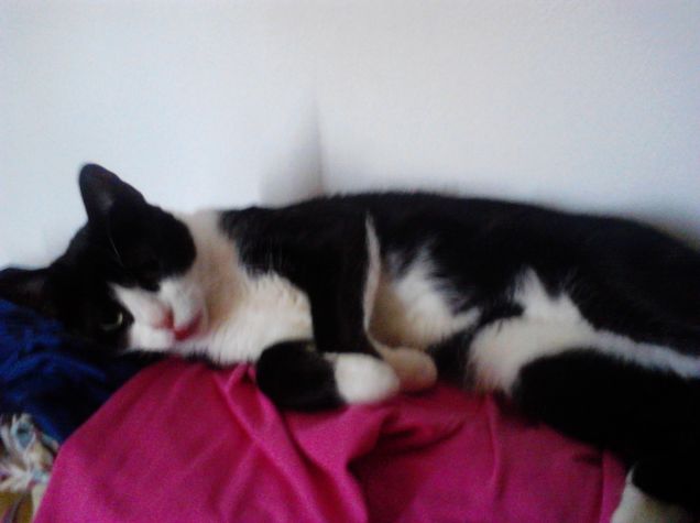 Tuzi mentre si lecca