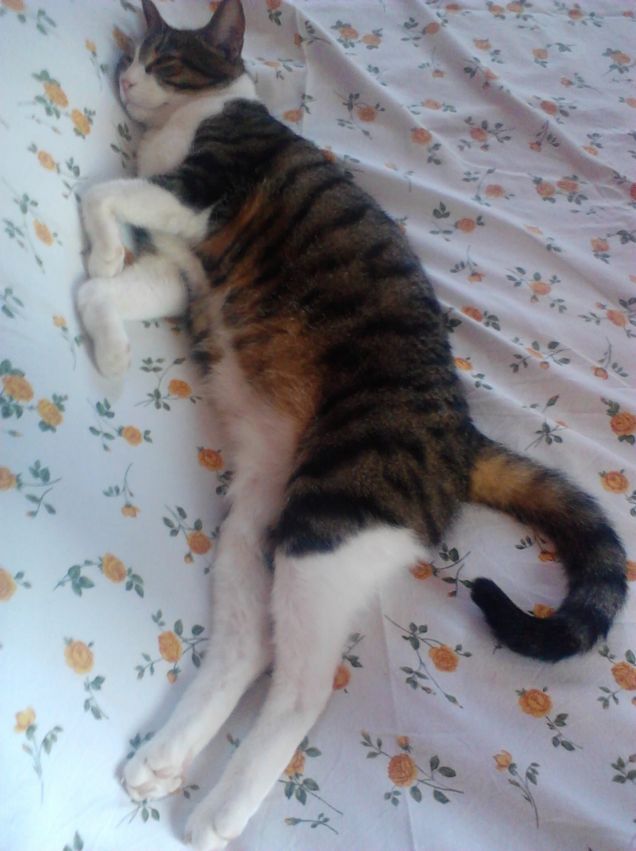 Tami mentre fa uno dei tanti riposini