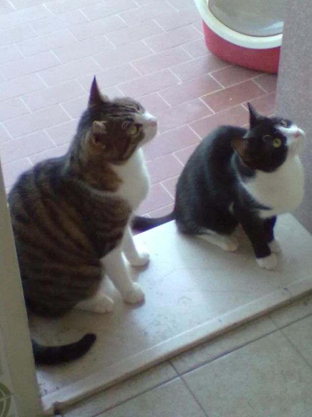 Tami e Tuzi a caccia