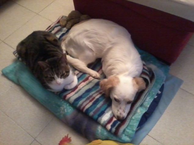 Qui ci facciamo tante belle compagnie