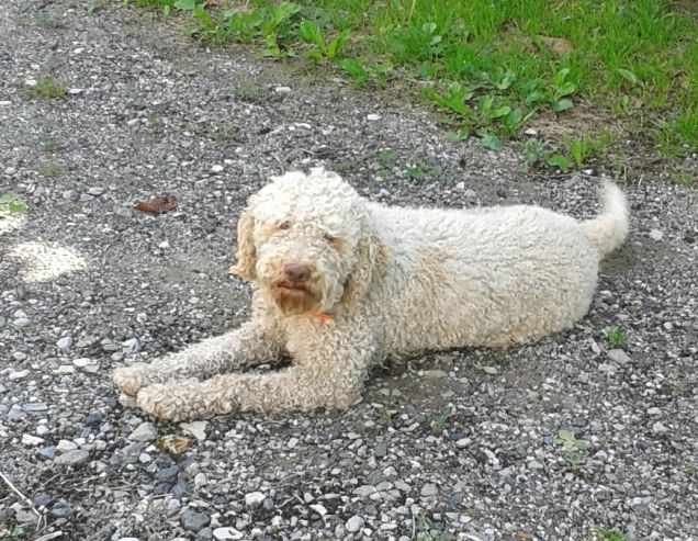 Lo Steel in posa mentre riposa!