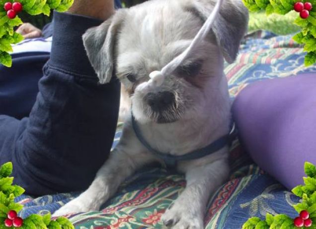 Ciao a tutti, sono Macio! Vi auguro un Buon Natale!!