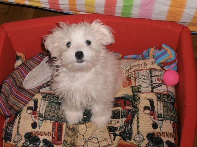 Dog Sitter/Cat Sitter