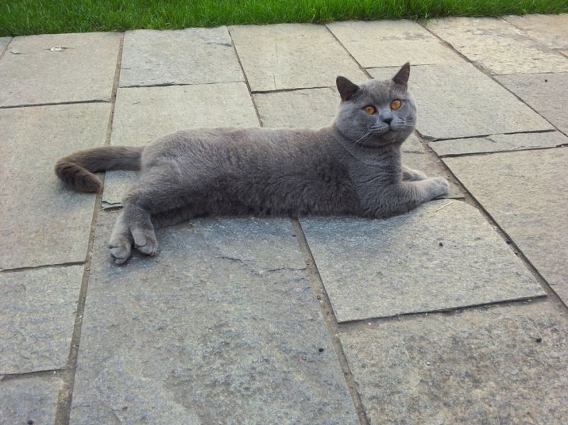 accoppiamento british scottish