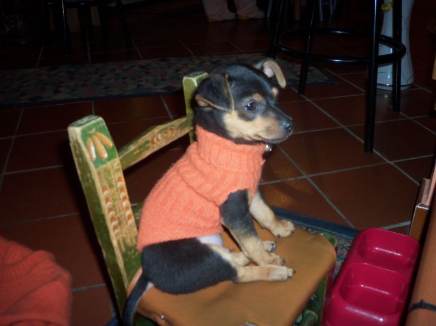 il mio piccolo cucciolo