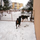 Smigol