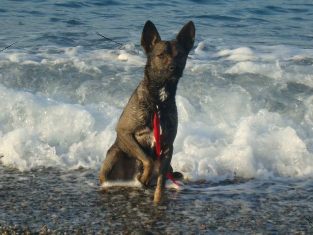 Thor al mare