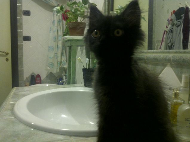 Gatto pensoso in bagno