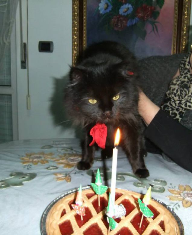 Dado!!! il giorno del suo primo compleanno