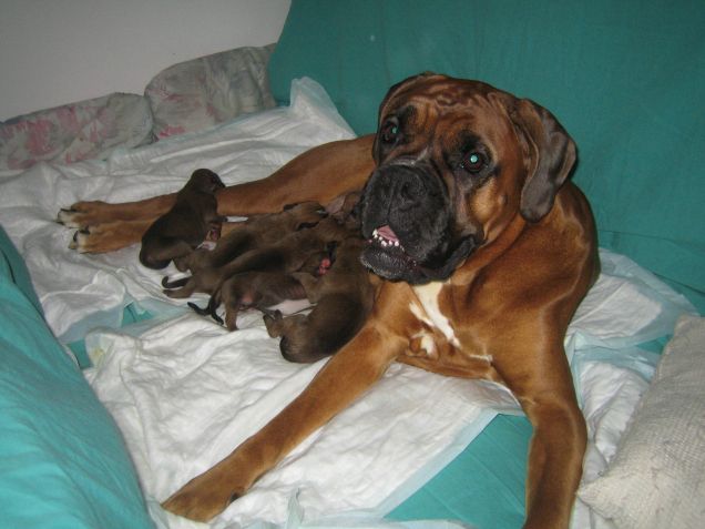 CAGNOLINA YENNY E I SUOI CUCCIOLI