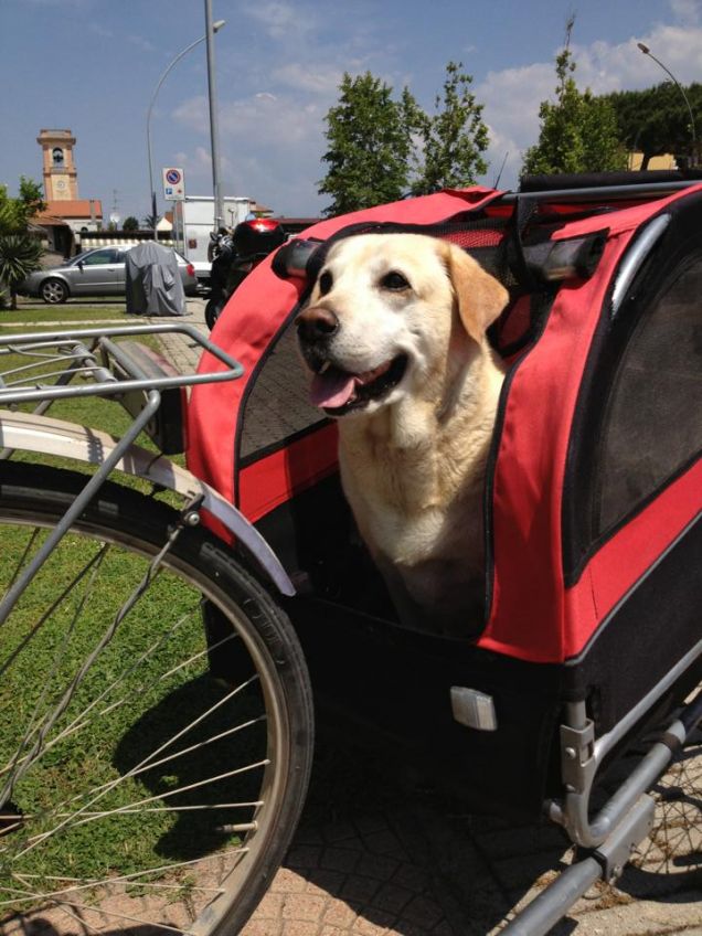 Mimì si fa portare col carretto, altro che disk dog :)