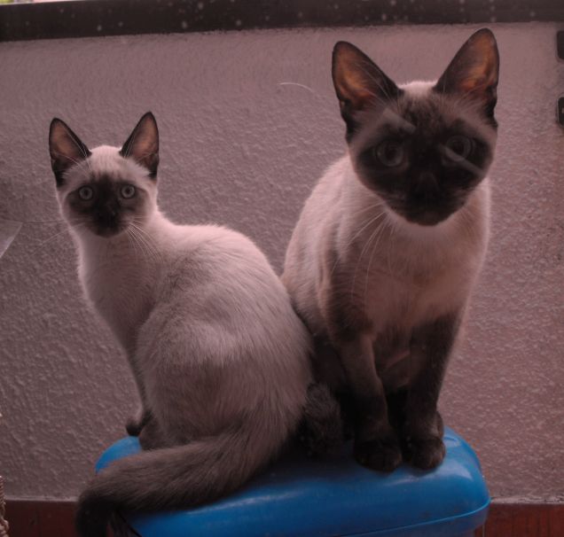 oliver e lulÃ¹