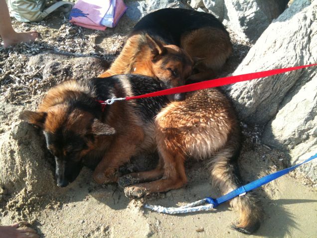 stanchi morti sulla spiaggia
