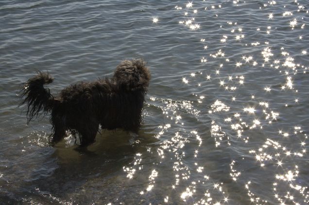 MARGOT, PICCOLA  STELLA IN MEZZO AL MARE