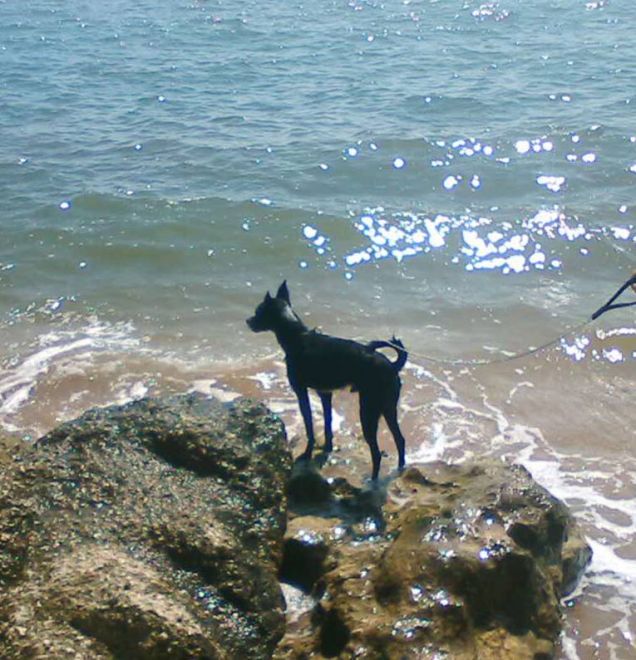 Moné guarda il mare