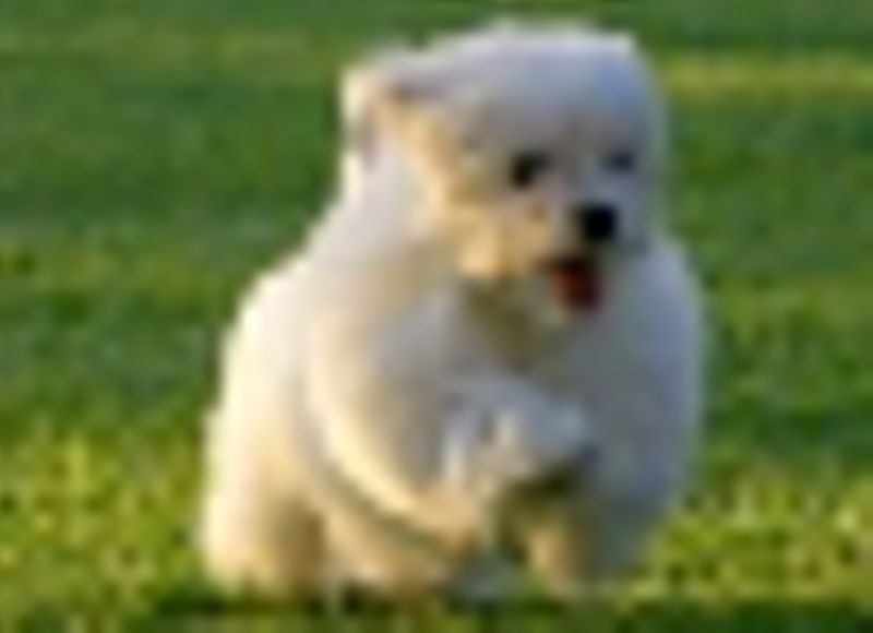 Cerco cucciolo di maltese