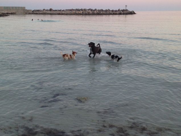 Ice, Blu e un amico trovatello